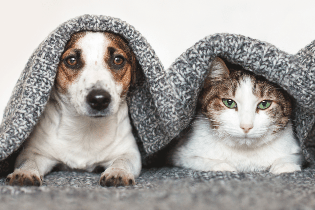 Mijn Hond Of Kat Heeft Wormen! Hoe Kan Dat