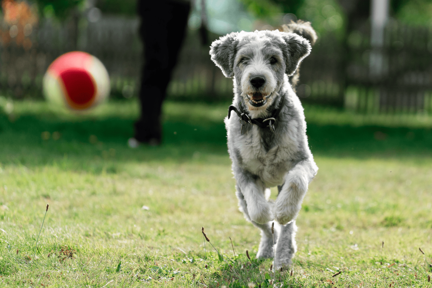 5 Tips Om Stijve Gewrichten Bij Je Hond Te Voorkomen!