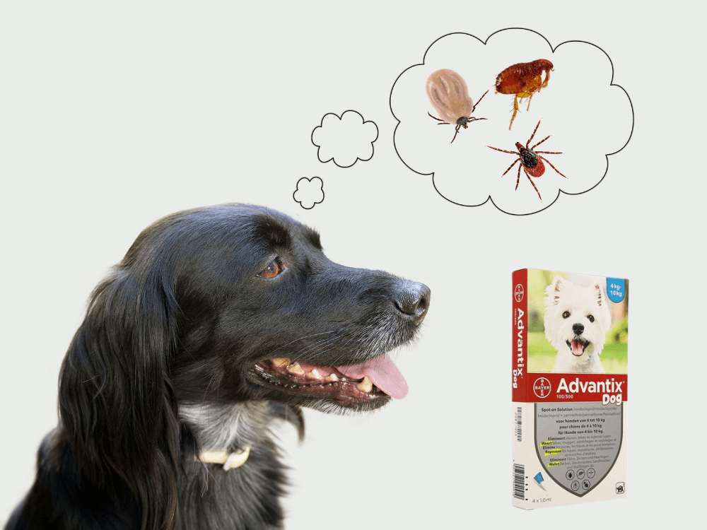 Wat Te Doen Als Uw Hond Of Kat Last Heft Van Vlooien