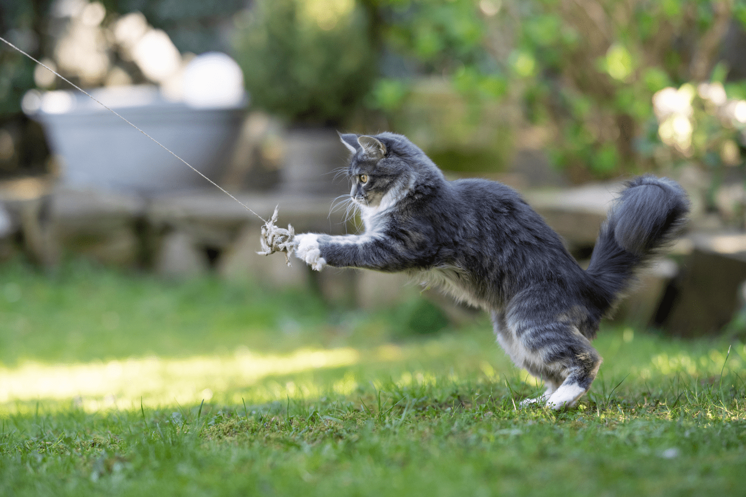 Wordt Je Kat Een Dagje Ouder