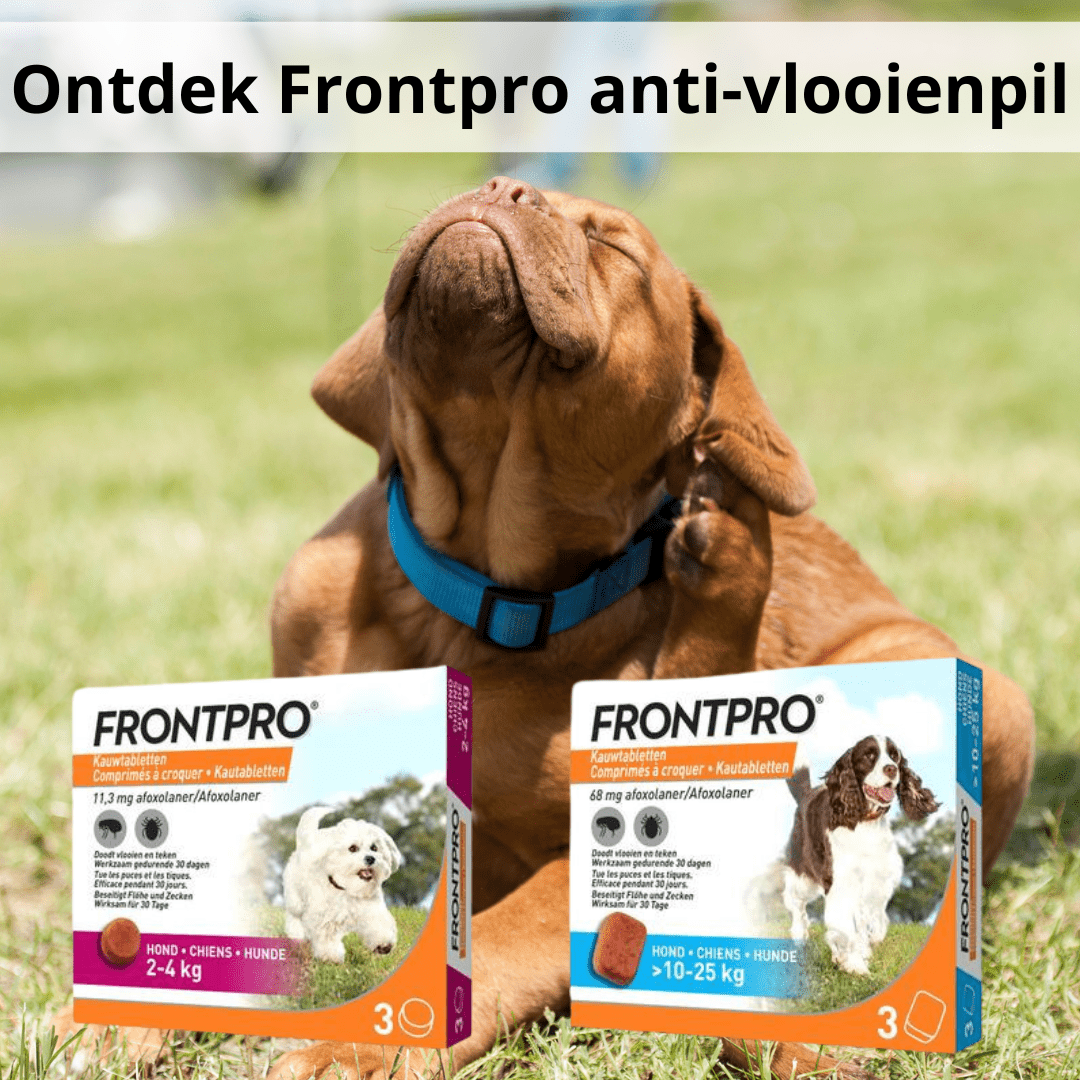 Ontdek Frontpro Anti Vlooienpil Voor Uw Hond.